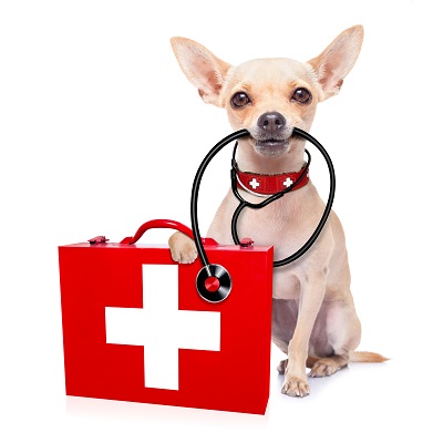 Emotional Support & Service Animals in Virginia