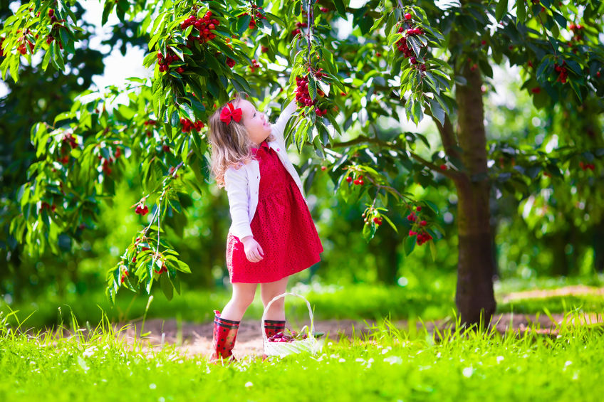 Best trees for summer planting in Virginia Beach
